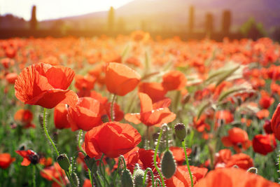 Close-up of red poppy flowers in field