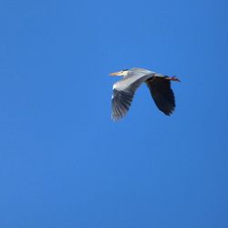 Low angle view of birds flying over white background