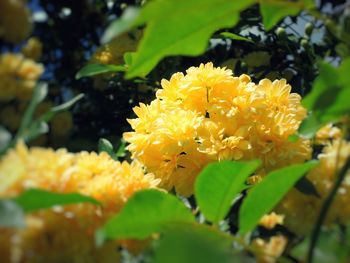 Close-up of yellow flowers blooming outdoors