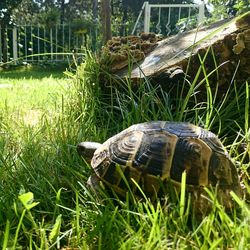 Close-up of tortoise on grass