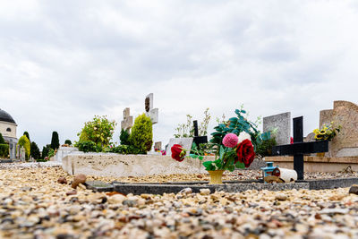 Plants growing in cemetery against sky