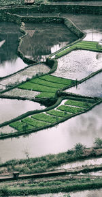 Scenic view of agricultural field