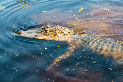 High angle view of crocodile swimming in water