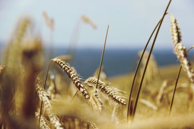 Close-up of wheat growing on field