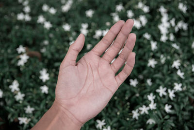 Close-up of hand holding plant