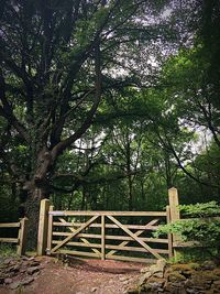 Trees in park