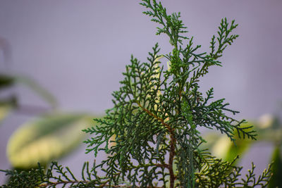 Close-up of fresh plant