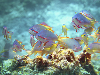 View of fish swimming underwater