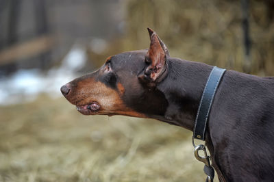 Side view of a dog looking away