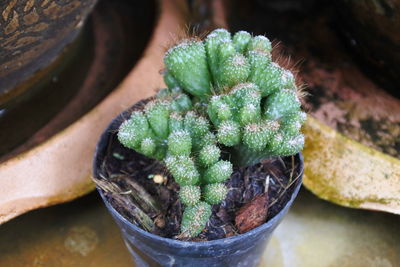 High angle view of succulent plant