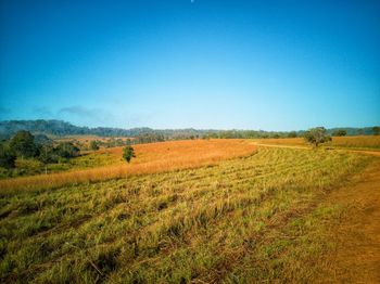 Scenic view of field against clear blue sky