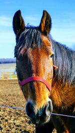 Close-up of a horse