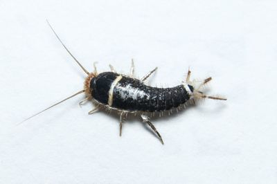 High angle view of insect on white background