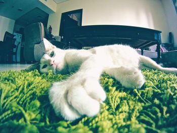 Cat in grass