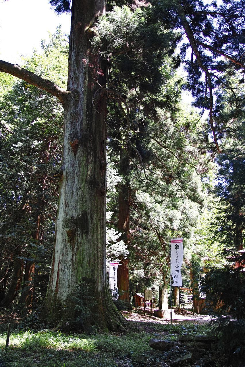 TREES BY PLANTS IN FOREST