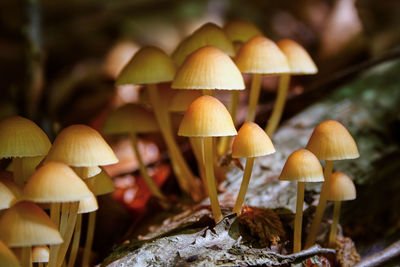 Close-up of mushrooms