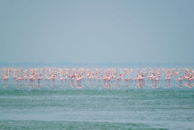 Flock of birds in sea against sky