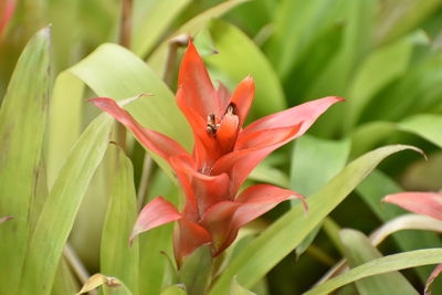 Close-up of red flowering plant