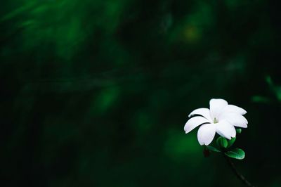 Close-up of white flowers