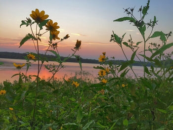 Close-up of flowers growing in lake