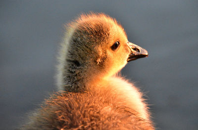 Close-up of a bird looking away