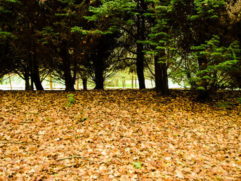 Leaves in park