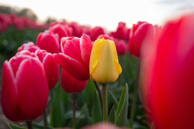 Close-up of red tulip flowers in park