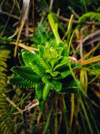 High angle view of plant growing on field