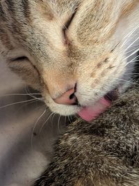 Close-up of cat with eyes closed