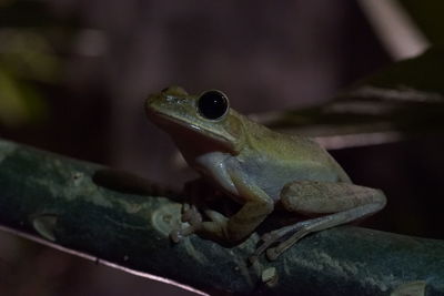 Close-up of frog