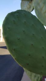 Close-up of fresh green leaf