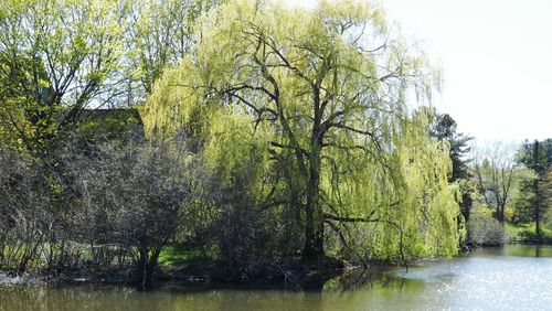 Reflection of trees in river