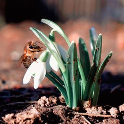 Close-up of white flowering plant with bee