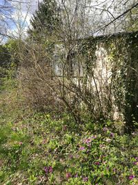 Plants growing in forest