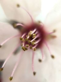 Macro shot of pink flower