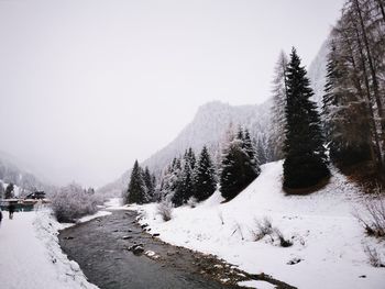 Trees on snow covered landscape