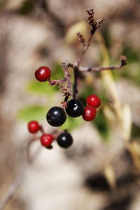 Close-up of berries growing on tree