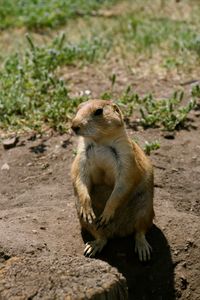 Close-up of prairie dog sitting on field