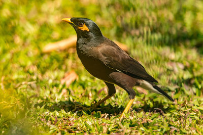 Close-up of maina on grass