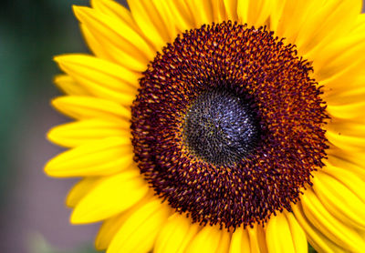 Close-up of sunflower blooming outdoors