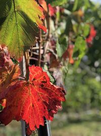 Close-up of red maple leaves on tree