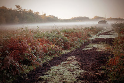 Plants growing on sandy beach against sky during foggy weather