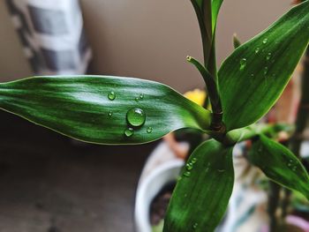 Close-up of wet plant