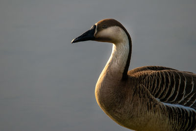 Close-up of a duck