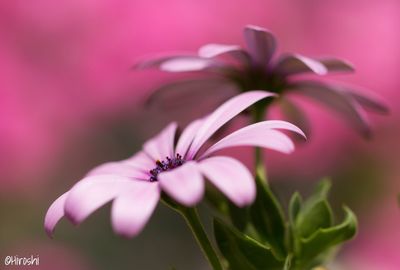 Close-up of insect on flower