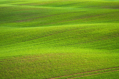 Full frame shot of agricultural field