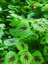 High angle view of fern leaves