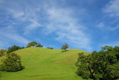 View trees on rolling green hill against blue sky