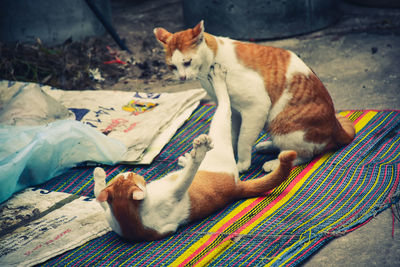 Close-up of cat resting outdoors