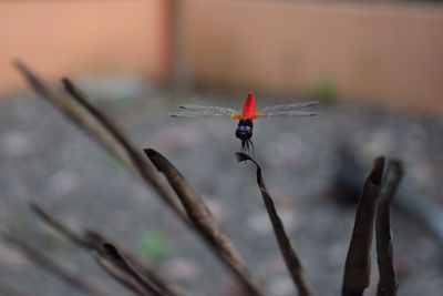 Close-up of insect